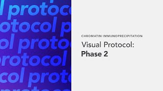 Chromatin Immunoprecipitation Visual Protocol Phase 2 [upl. by Ilek15]