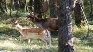 Bronst observaties van de Damherten  Rutting observations of the fallow deer  Brunftbeobachtungen [upl. by Derick]