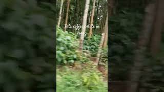 Tata coffee estate in coorg love song newsong lyrics [upl. by Derte]