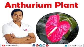 Anthurium Plant  Laceleaf  Anthurium Andraeanum  Tailflower  flamingo flower  Araceae [upl. by Dunlavy]