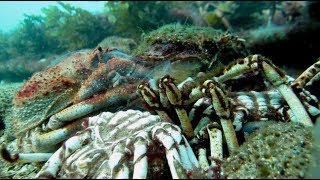 SPIDER CRAB MOLTING ITS SHELL [upl. by Nnylamme]