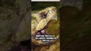 Four Amazing Facts AboutAlligator Snapping Turtles [upl. by Croner]