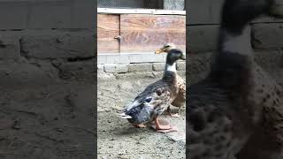 Ducks attack 🤕 duck animals cute pigeon zaibipets arabic топ music [upl. by Oren]