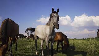 Sucden Russia Stoudenets farm in Penza region 2018 [upl. by Eyahsal482]