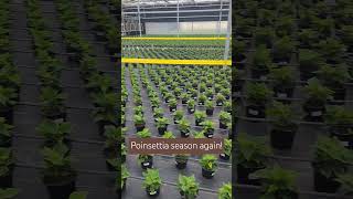 Its poinsettia season again They start shipping in 89 weeks poinsettias greenhouselife growth [upl. by Bonnell102]