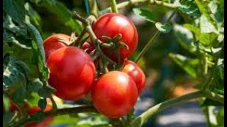 Benefits of Copper Oxychloride Fungicide in tomato and all plants and which diseases does it control [upl. by Belter]