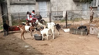 Birbhum jam jam goat farm is live [upl. by Adli]