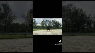 Dressage Training  Preliminary C course [upl. by Tshombe]