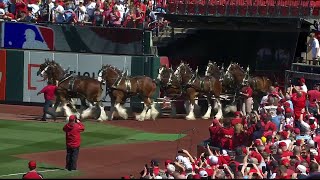 Clydesdales take the field on Opening Day 2023 [upl. by Torres]