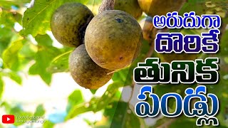 Tuniki Pandu  Tuniki Kaya  Tendu Fruit  Wild Fruits  Telugu  Ravi Gomango [upl. by Ellenhoj673]