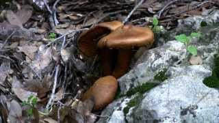 jackolantern mushroom  פטרית בר  טבורית הזית [upl. by Igenia484]