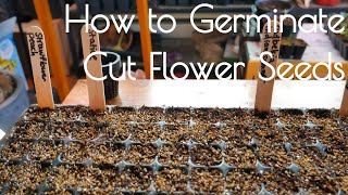 Cut flower germination light vs dark and cold stratification [upl. by Olympium]