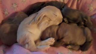 English Lop Baby Bunnies 14 days old Mar 2011 [upl. by Grosmark222]