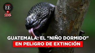 Guatemala así se trabaja para evitar extinción de lagarto endémico  El Espectador [upl. by Anahc889]