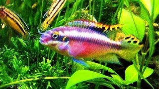 Aquarium Pelvicachromis pulcher с потомством [upl. by Oiliruam]