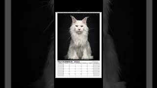 Maine Coon cats calendars for 2022 are available now [upl. by Justino]