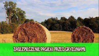 ZABEZPIECZENIE PASIEKI PRZED GRYZONIAMI PolskiMiodek [upl. by Jelle]