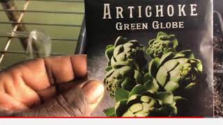 Episode 11 How I got my Green Globe Artichoke Seeds to Germinate in Three Days [upl. by Lyndsey]