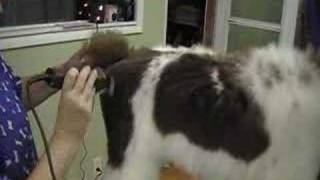 Rear Angulation Standard Poodle Grooming [upl. by Anoik]