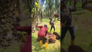 Loading fal palm in Malaysia palmoil viralshort shorts ytshorts new today [upl. by Ayhtin]