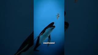 What If A Whale Swallowed You 🐋 🤔  wait for end 😱 shorts youtubeshorts [upl. by Alderson]