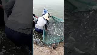 sort the milkfish fish milkfish fishpond [upl. by Muldon285]