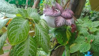 Episcia Varieties [upl. by Amsirp165]