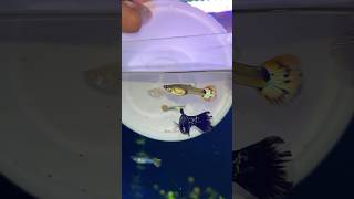 New Home Story ❤️aquarium aquarium fish viral pets guppy mollyfish shorts pet fishtank [upl. by Noynek917]