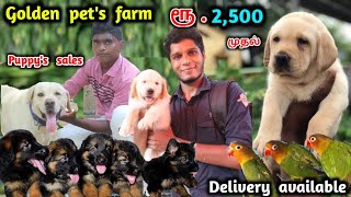 Best dog kennel  quality dogs  best price  german sheperd labrador [upl. by Mohamed]