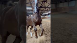 that was close  playful Saddlebred horse [upl. by Artur]