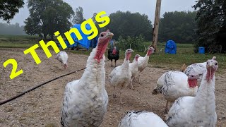 TURKEYS  2 Things To Consider Before Raising Turkeys [upl. by Vale]