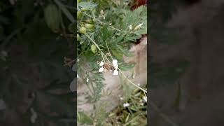 Honey Bee Foraging on Radish Flowers [upl. by Lanaj]