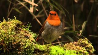 コマドリ 01 Japanese Robin 01 Erithacus akahige [upl. by Faber]