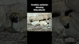 Anadolu aslanları Aksaray MALAKLISI [upl. by Hawk]