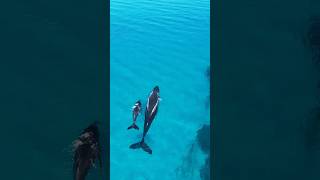 Watching whales swim through the bay whales australia fyp drone nature whalewatching [upl. by Adnawt]