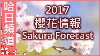 2017樱花情报！日本樱花开花日期预测 [upl. by Ahsemo]