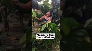 Super Big Monstera Thai Constellations plants hermiesonajo shorts fyp [upl. by Latsyrhc]