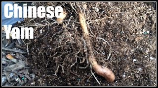 Chinese Yam Dioscorea polystachya Harvest  Ninja Gardening  Episode 84 [upl. by Reinhardt]