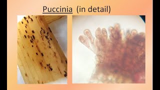 Puccinia in detail  For BSc and MSc  ALL ABOUT BIOLOGY  BY JYOTI VERMA [upl. by Aika]