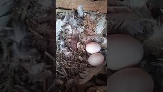 Shocking Truth About Pigeon Eggs 🤯 [upl. by Zak802]