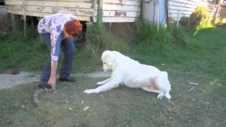 Maremma sheepdogs do not fetch [upl. by Alurta547]