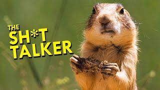 Prairie Dogs Are The OG Sht Talkers [upl. by Enerod]