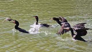 Cormorants in a wild fishstealing chase [upl. by Eanrahs]