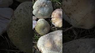 Сыроежка чешуйчатая Russula virescens short shorts [upl. by Wil]