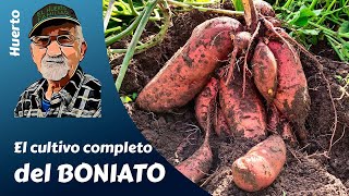 BONIATO EL CULTIVO COMPLETO DEL BONIATO [upl. by Meredith]