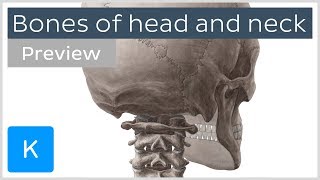 Skull Osteology  Cranial Cavity Anatomy [upl. by Yelats]