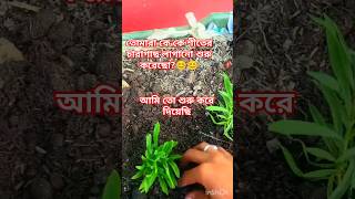 আজ কি কি ফুলের চারা বসালাম🤔😱plants garden flowers minivlog shorts natureviralvideolove [upl. by Ahcila]