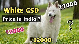 White German Shepherd Price In India 2022  Price Of White German Shepherd In India [upl. by Enirod]