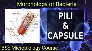 BSc Microbiology sem1 Morphology of Bacteria  Pili and Capsule  Explained in Gujarati [upl. by Zack127]