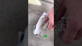 The Dangers of Using Dryer Vent Screens Avoid This Common Mistake dryervent [upl. by Ijnek]